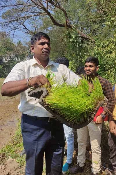 trimming and plastering of paddy field by the students