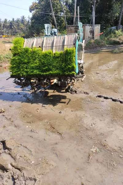 trimming and plastering of paddy field by the students