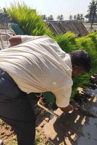 trimming and plastering of paddy field by the students