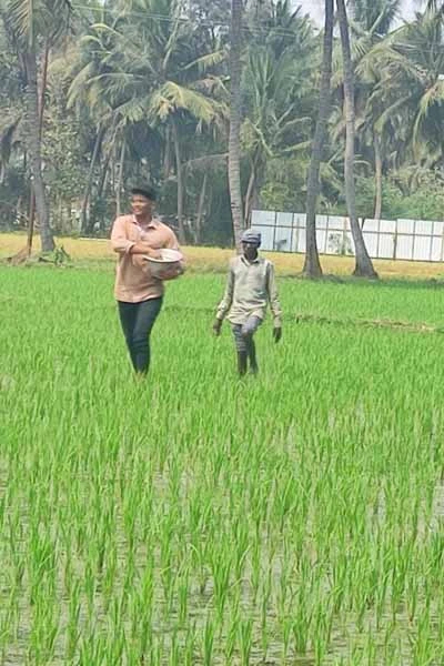 trimming and plastering of paddy field by the students