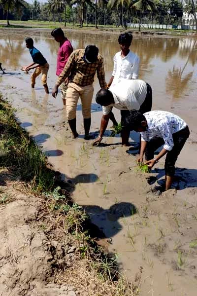 trimming and plastering of paddy field by the students