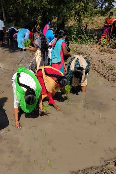 trimming and plastering of paddy field by the students