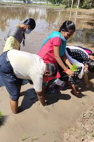 trimming and plastering of paddy field by the students