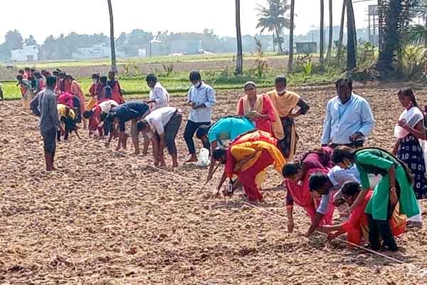 trimming and plastering of paddy field by the students