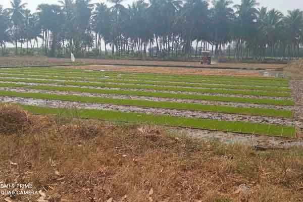 trimming and plastering of paddy field by the students