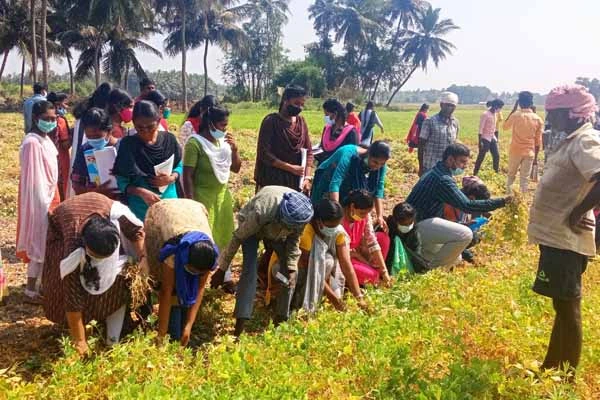 fertilizer_application_by_the_students_in_paddy_field_1