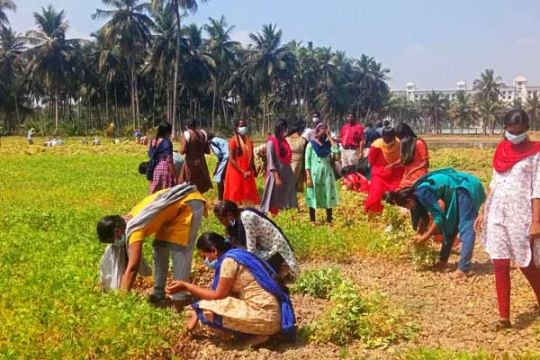 trimming and plastering of paddy field by the students