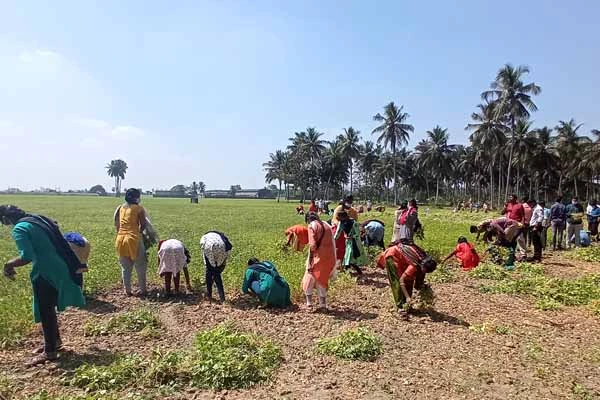 fertilizer_application_by_the_students_in_paddy_field_1