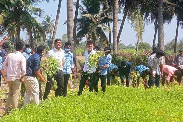 trimming and plastering of paddy field by the students