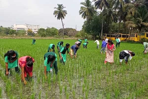 fertilizer_application_by_the_students_in_paddy_field_1
