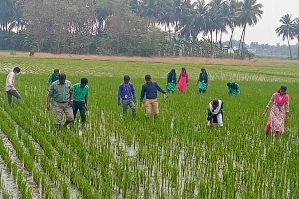 trimming and plastering of paddy field by the students