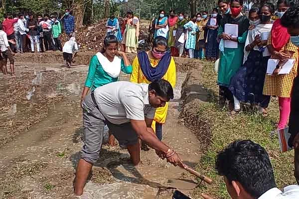 trimming and plastering of paddy field by the students